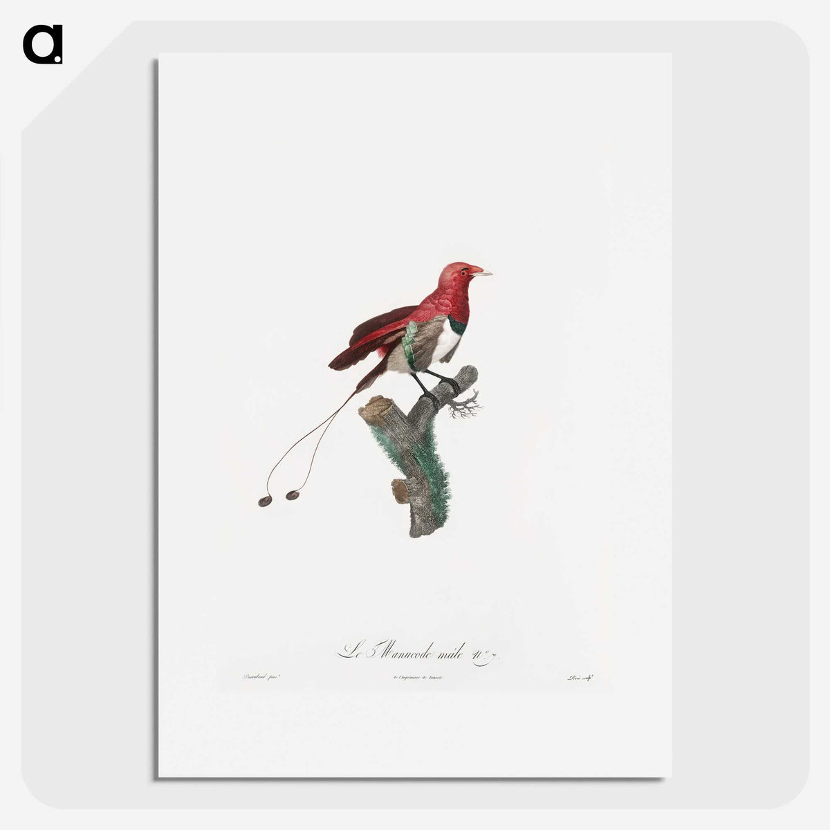 1-24_Des-Oiseaux-de-Paradis_picture