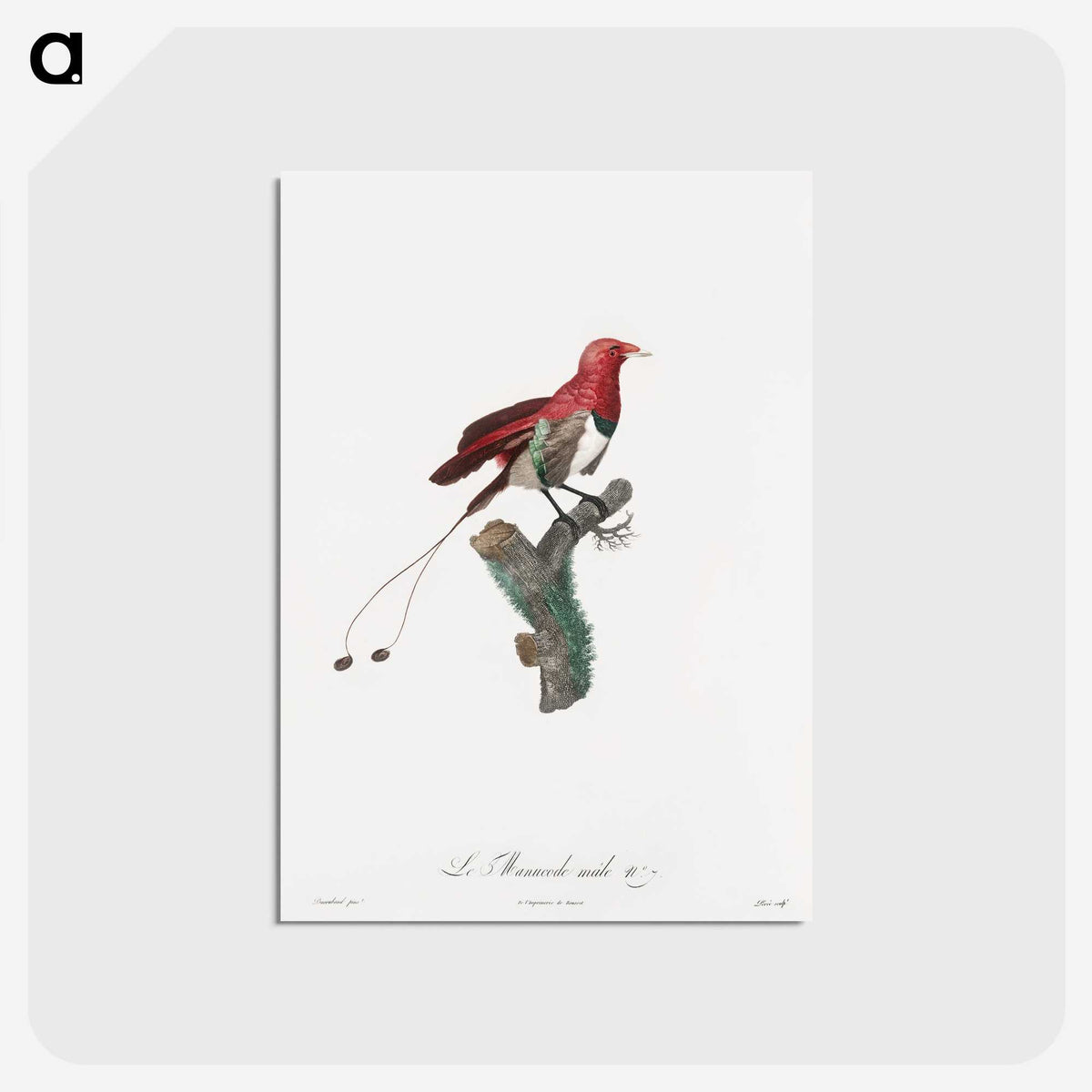 1-24_Des-Oiseaux-de-Paradis_postcard