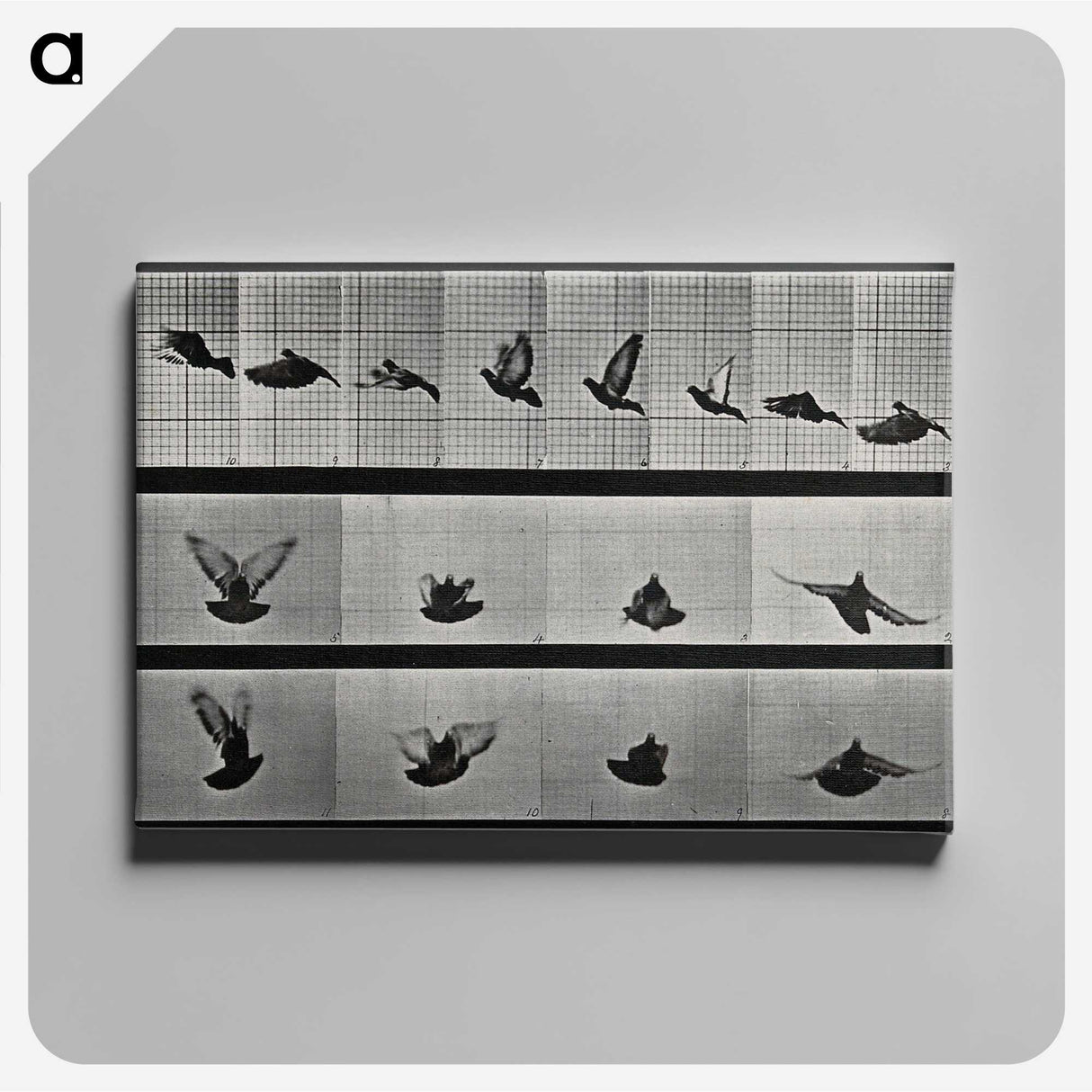 1-24_Eadweard-Muybridge_canvas