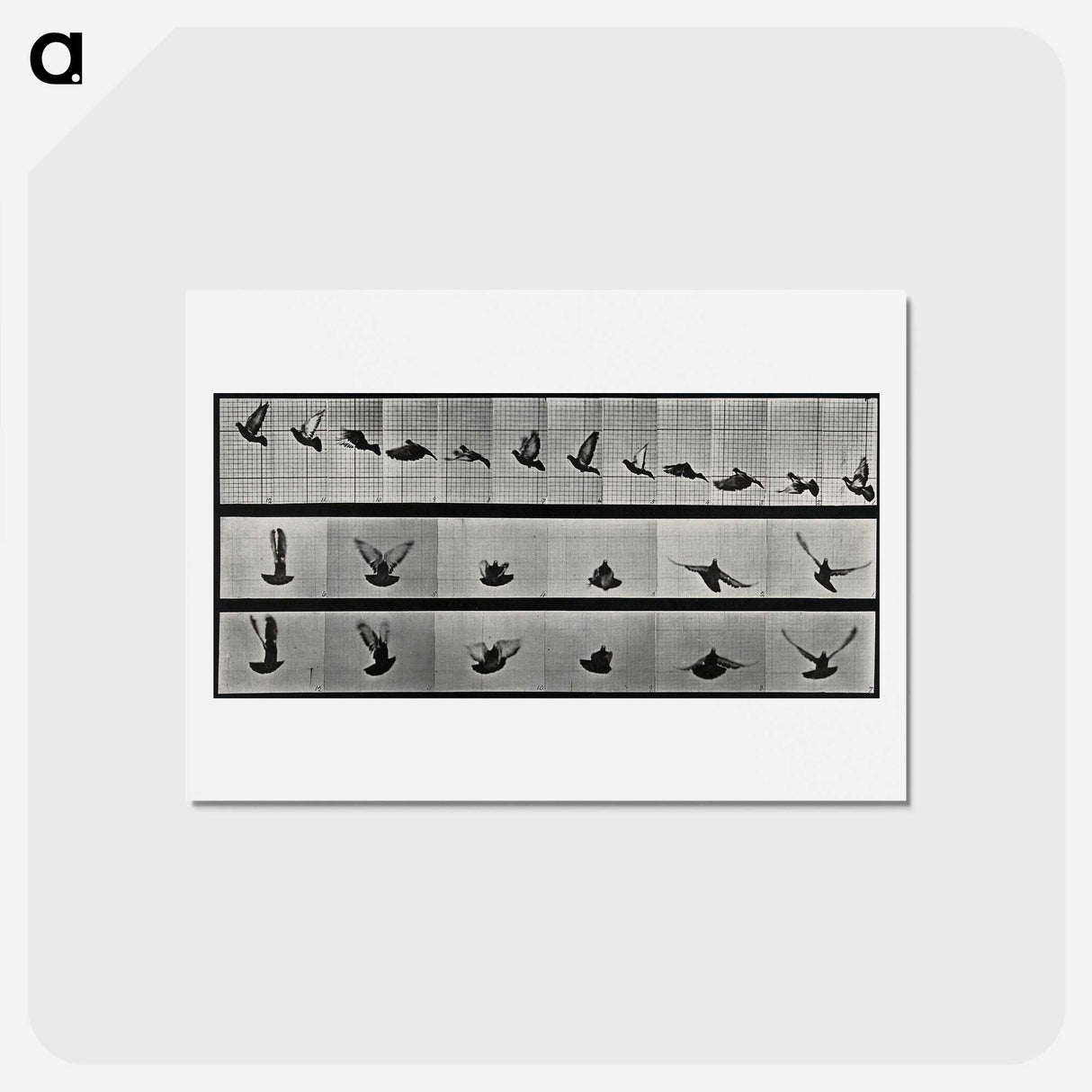 1-24_Eadweard-Muybridge_hagaki