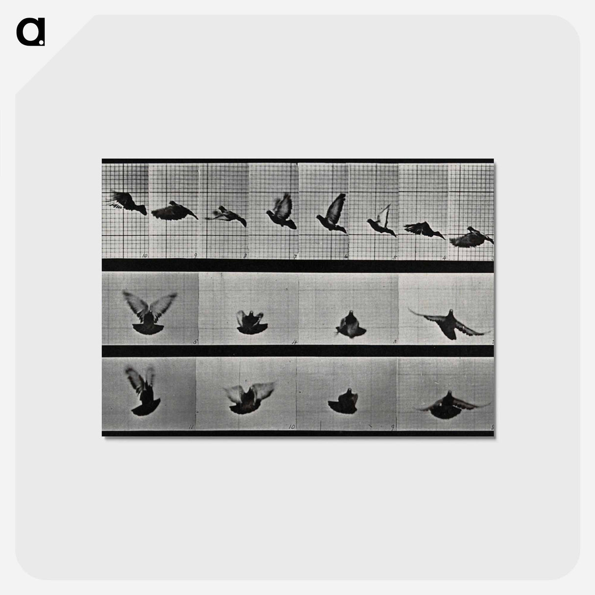 アートポストカード-Flying Cockatoo
- エドワード マイブリッジ Postcard.