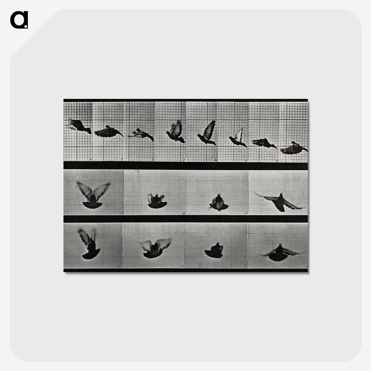 1-24_Eadweard-Muybridge_postcard
