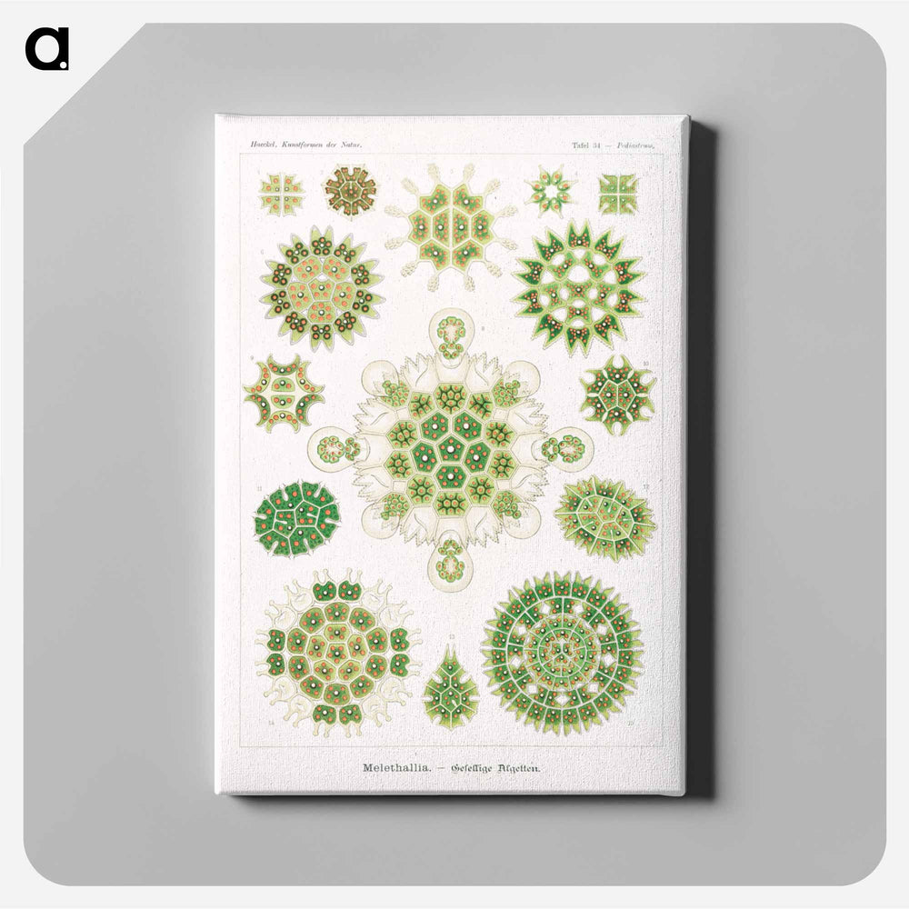 Melethallia–Gesellige Algetten from Kunstformen der Natur - エルンスト ヘッケル Canvas.