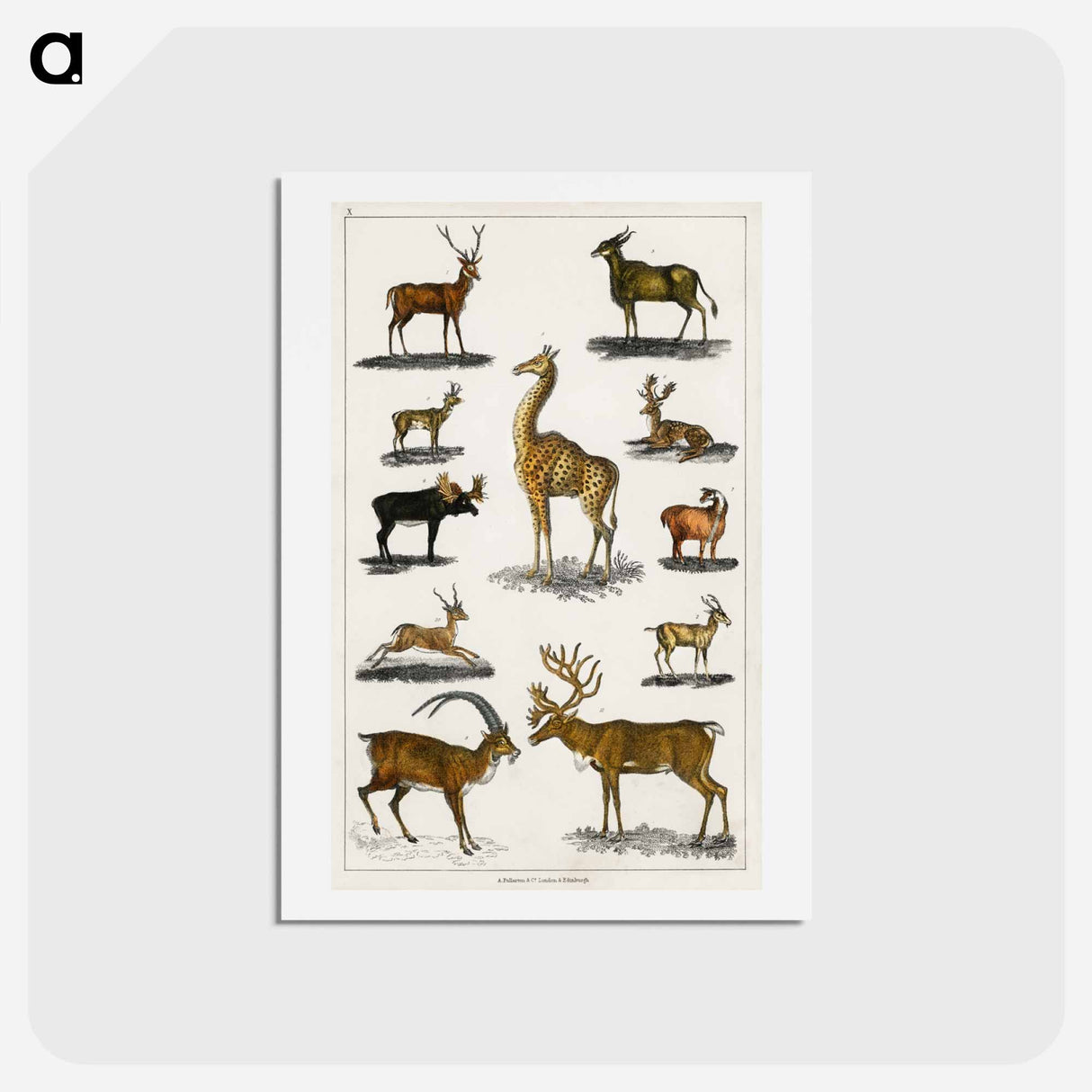 アートポストカード-Antlered Animals
- ゴールドスミスの生き生きとした自然 Postcard.