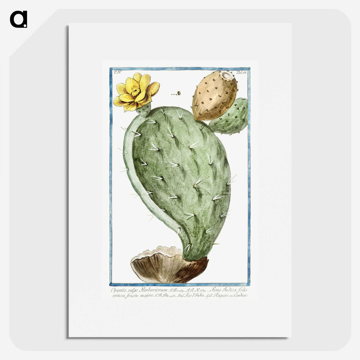 1-24_Hortus-Romanus-Botanical-Plates_picture
