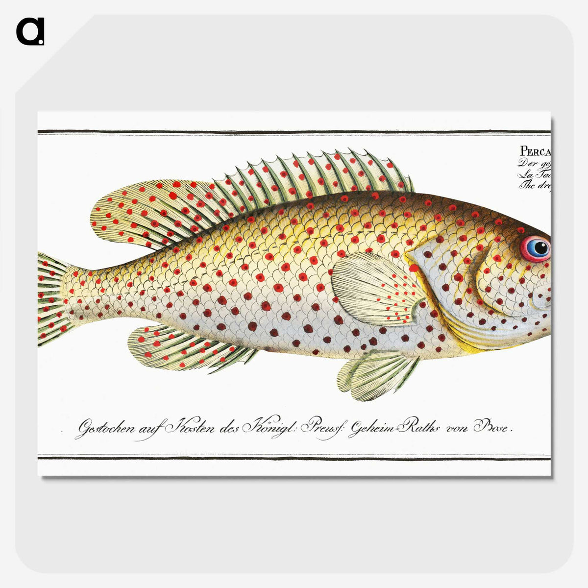 1-24_Ichtyologie-ou-Histoire-naturelle_picture-crop