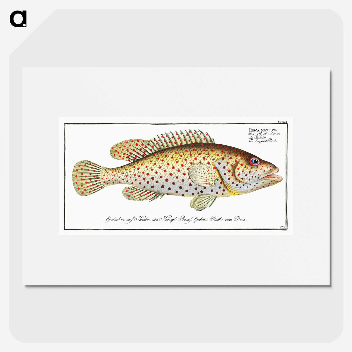 1-24_Ichtyologie-ou-Histoire-naturelle_picture