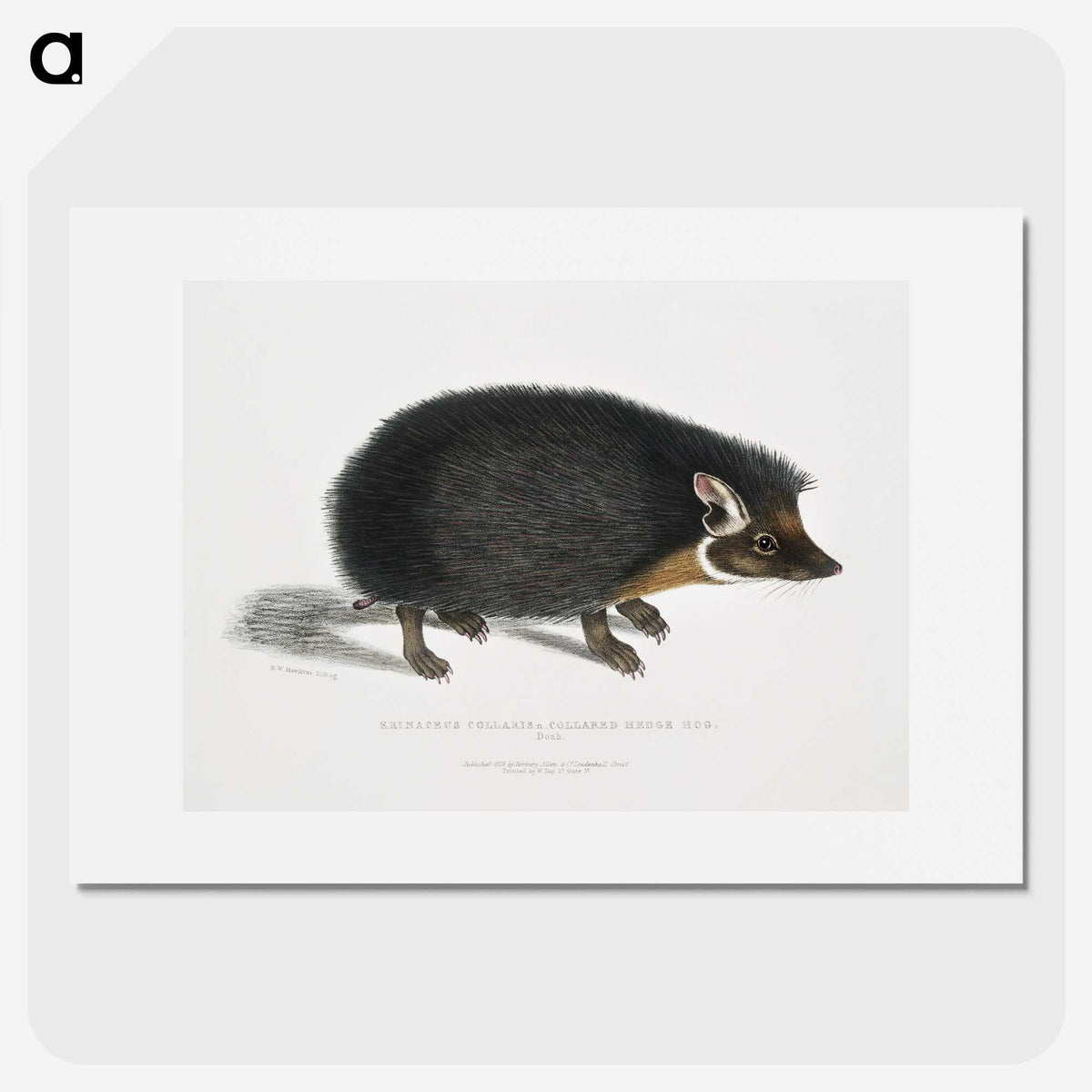1-24_Indian-Zoology_picture