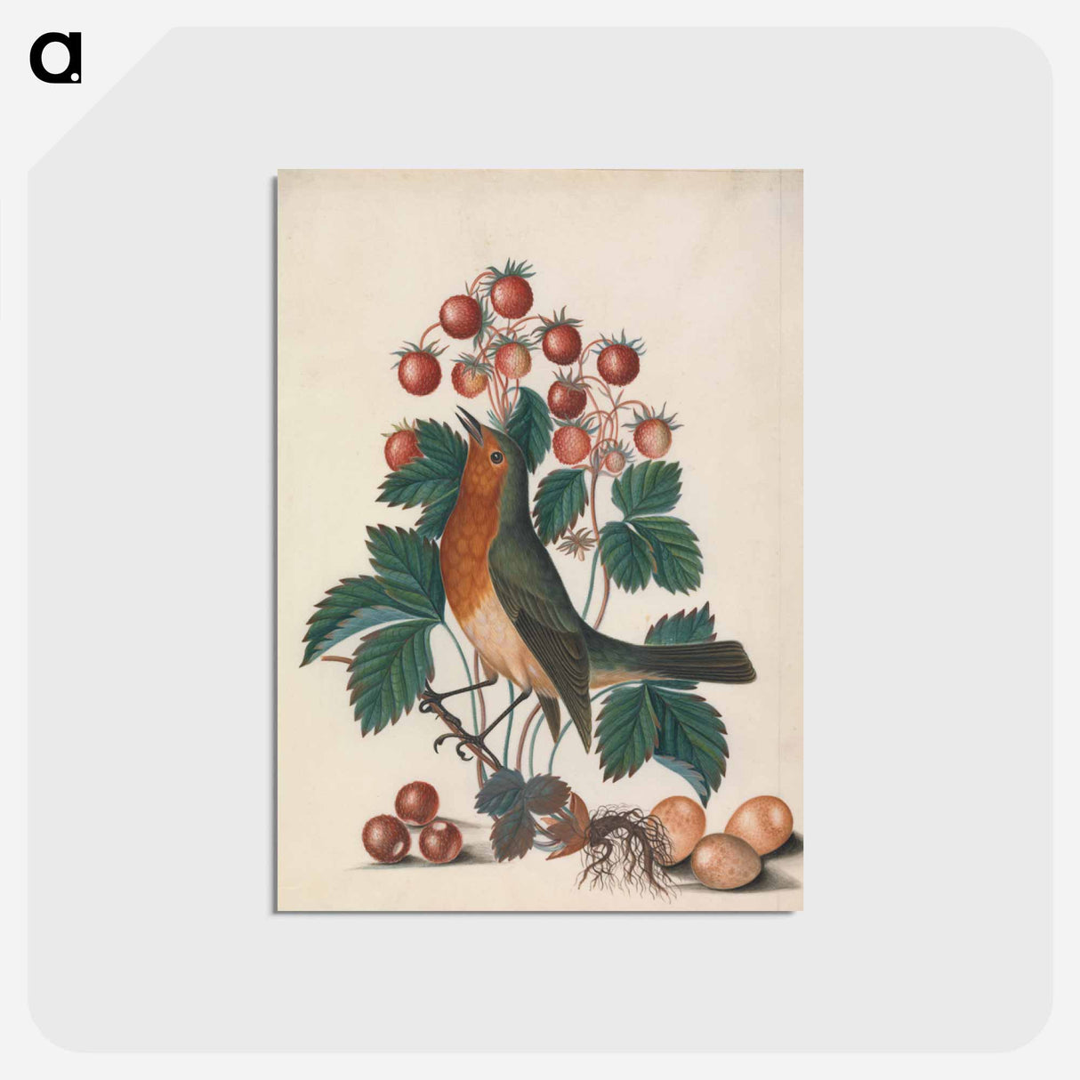 アートポストカード-European Robin and Wild Strawberry
- ジェームズ ボルトン Postcard.