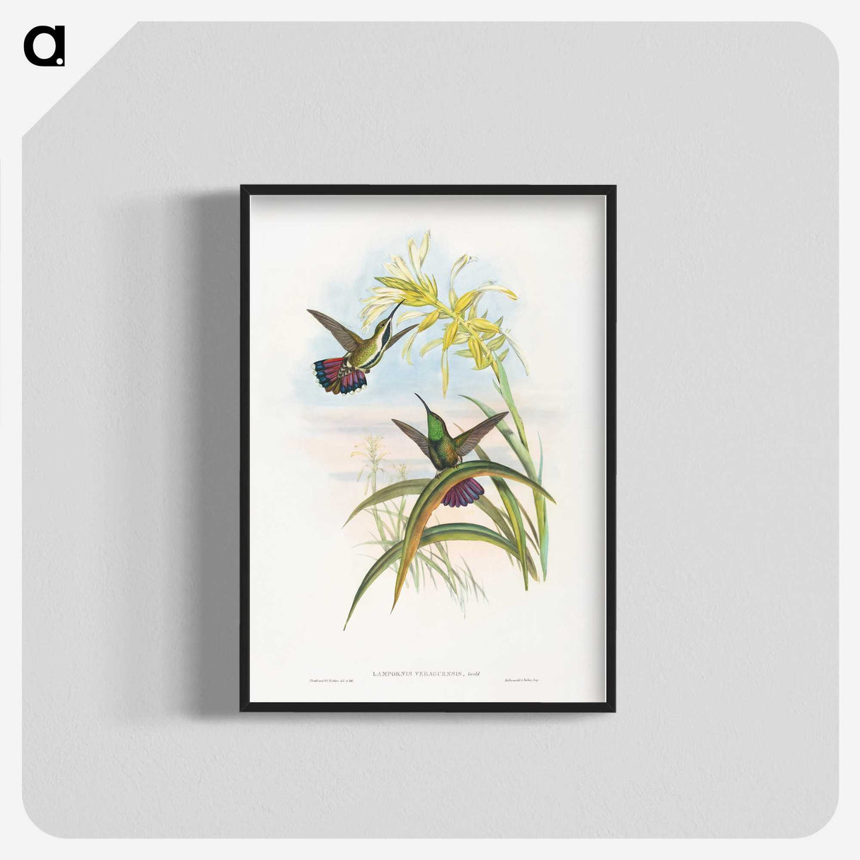 1-24_John-Gould_blk-crop