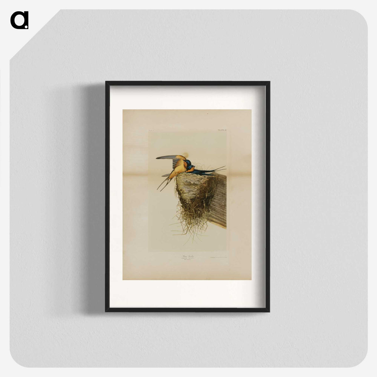1-24_John-James-Audubon_blk