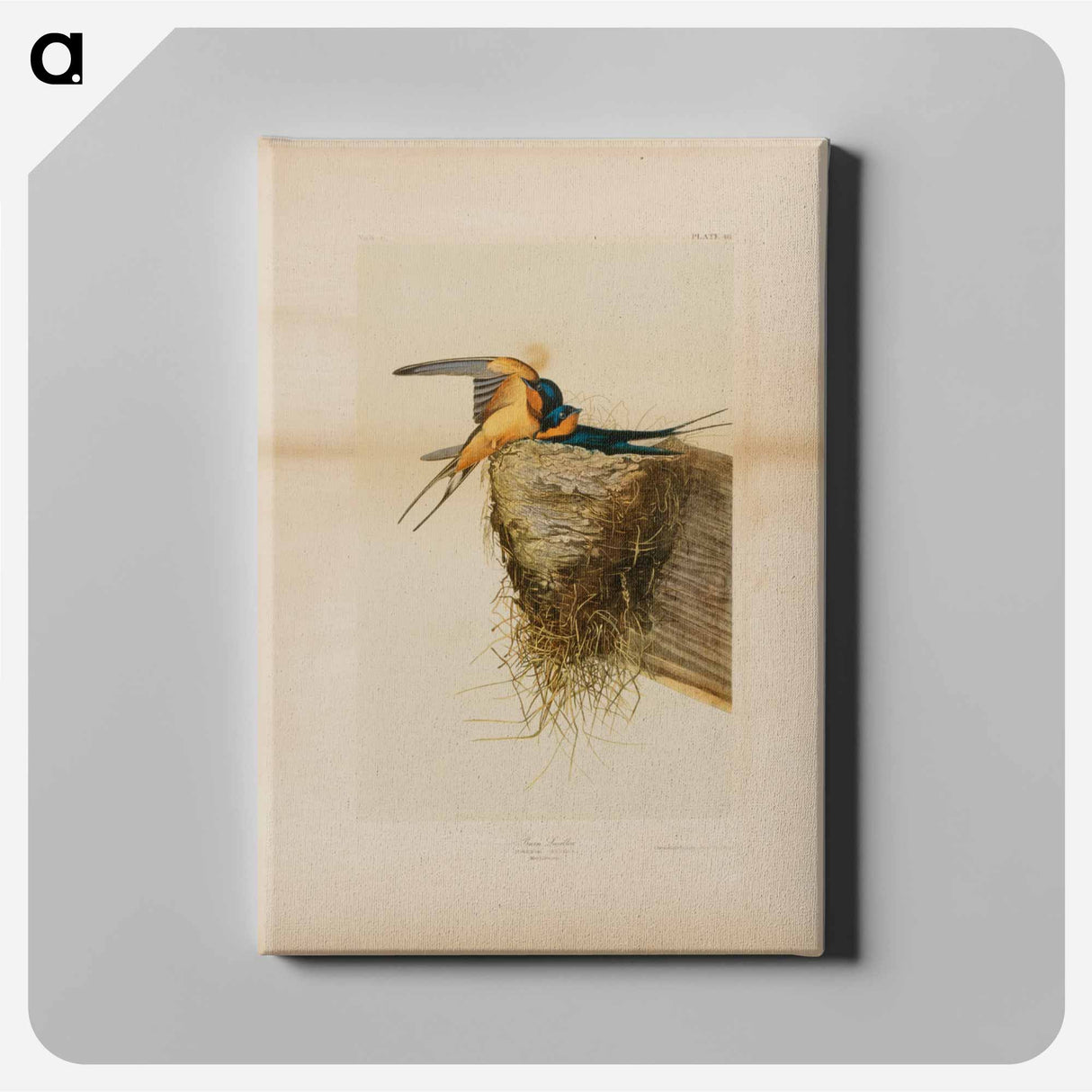 アートパネル-Barn Swallow
- ジョン ジェームス オーデュボン Canvas.
