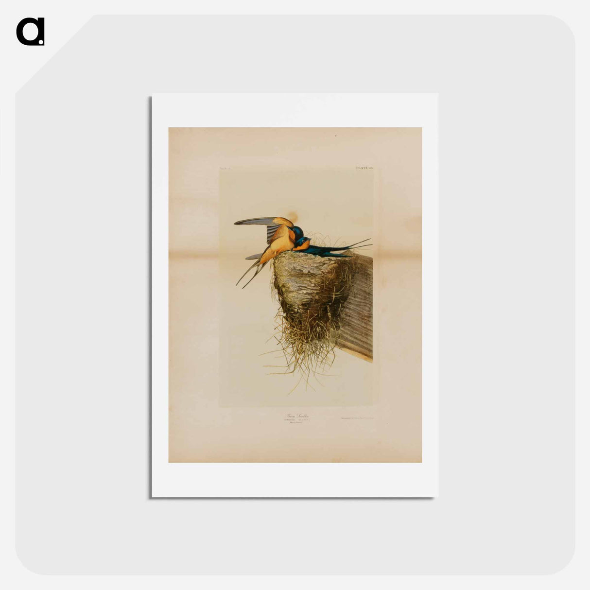 アートポストカード-Barn Swallow
- ジョン ジェームス オーデュボン Postcard.
