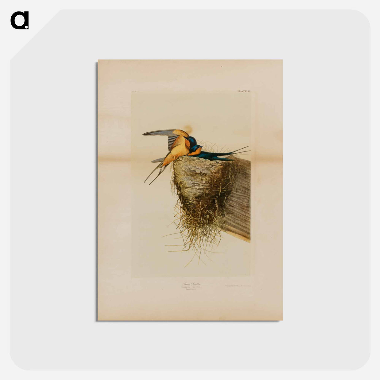 アートポストカード-Barn Swallow
- ジョン ジェームス オーデュボン Postcard.