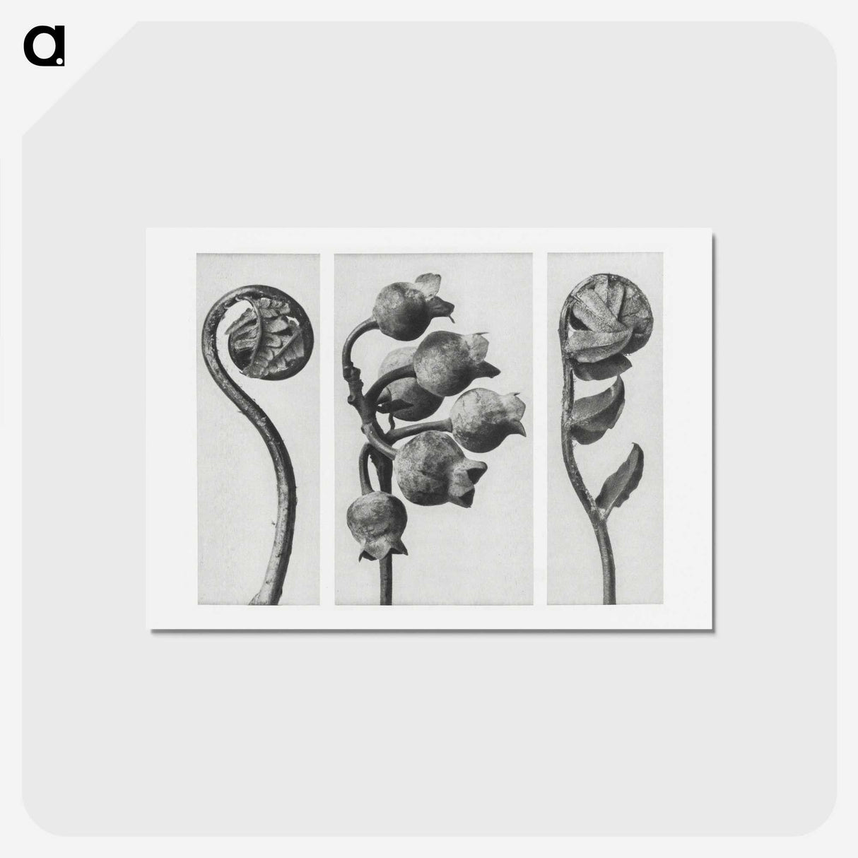 1-24_Karl-Blossfeldt_hagaki