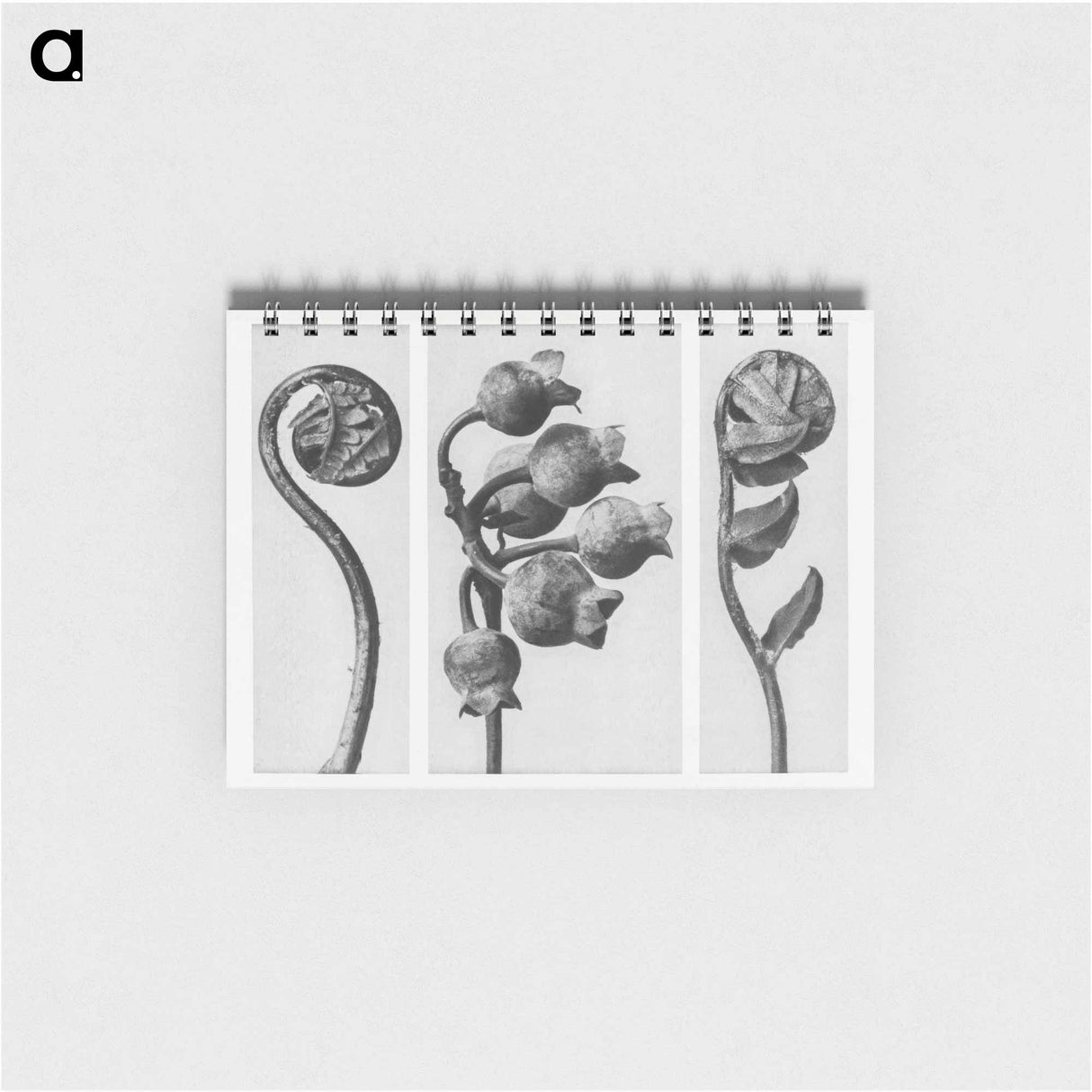 Polypodiaceae Aspidieae (Polypody) rolled–up frond enlarged 4 times, Vaccinium Corymbosum (Common or Swamp Blueberry) bunch of fruit enlarged 8 times, and Polystichum Falcatum (Prickly Shield–fern) yo - カール ブロスフェルト Memo.