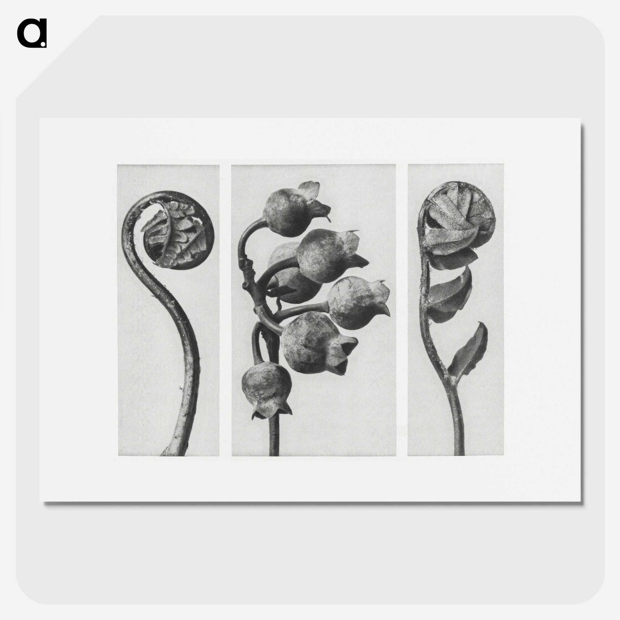 1-24_Karl-Blossfeldt_picture