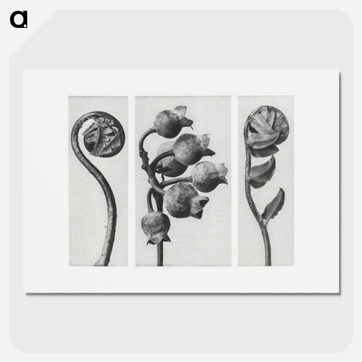 Polypodiaceae Aspidieae (Polypody) rolled–up frond enlarged 4 times, Vaccinium Corymbosum (Common or Swamp Blueberry) bunch of fruit enlarged 8 times, and Polystichum Falcatum (Prickly Shield–fern) yo - カール ブロスフェルト Poster.