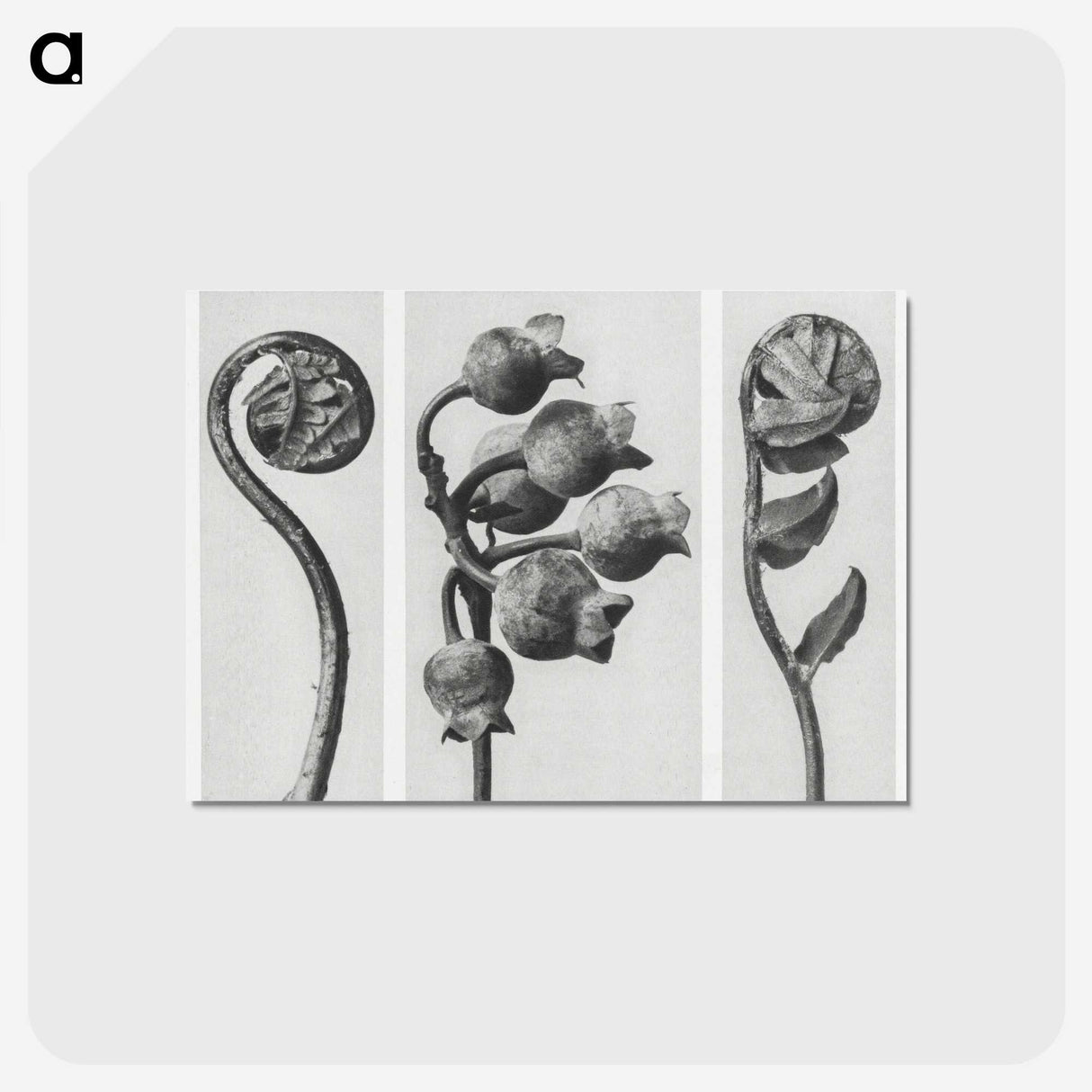 1-24_Karl-Blossfeldt_postcard