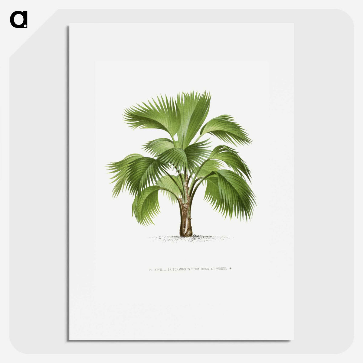 1-24_Les-Palmiers-Histoire-Iconographique_picture