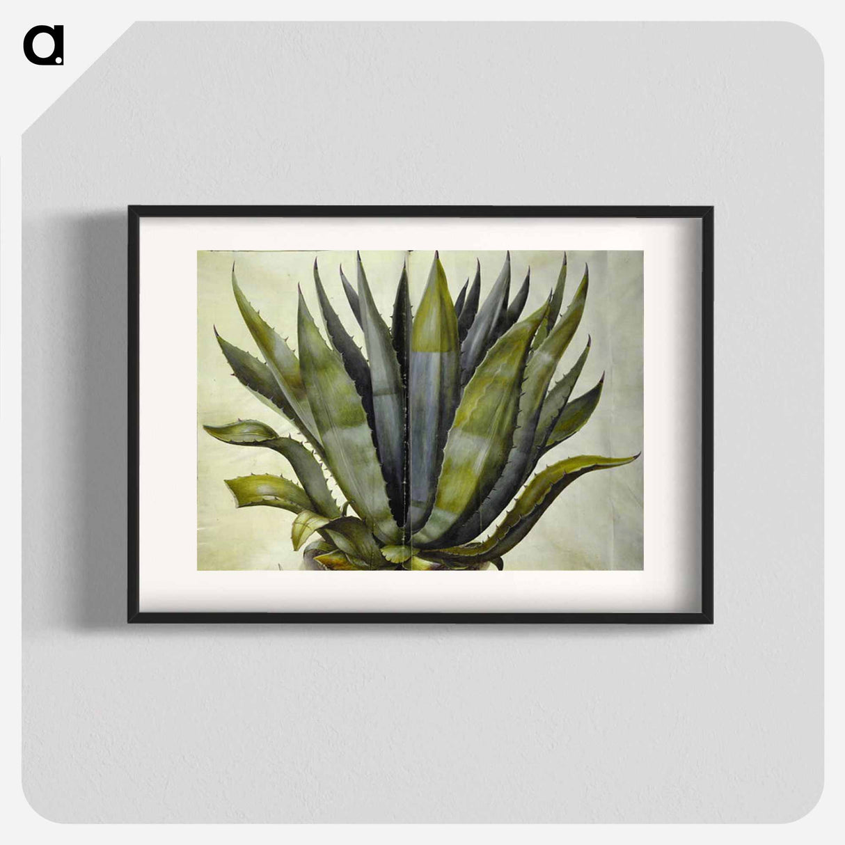 アートポスター-Agave americana
- マリア ジビーラ メーリアン Poster.