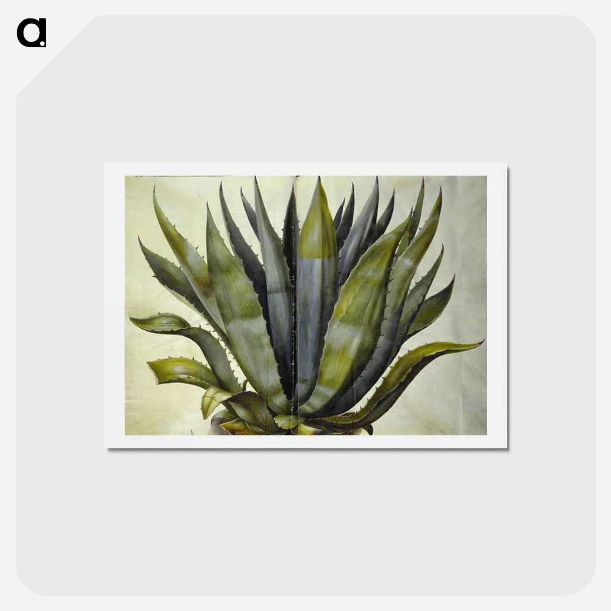 アートポストカード-Agave americana
- マリア ジビーラ メーリアン Postcard.
