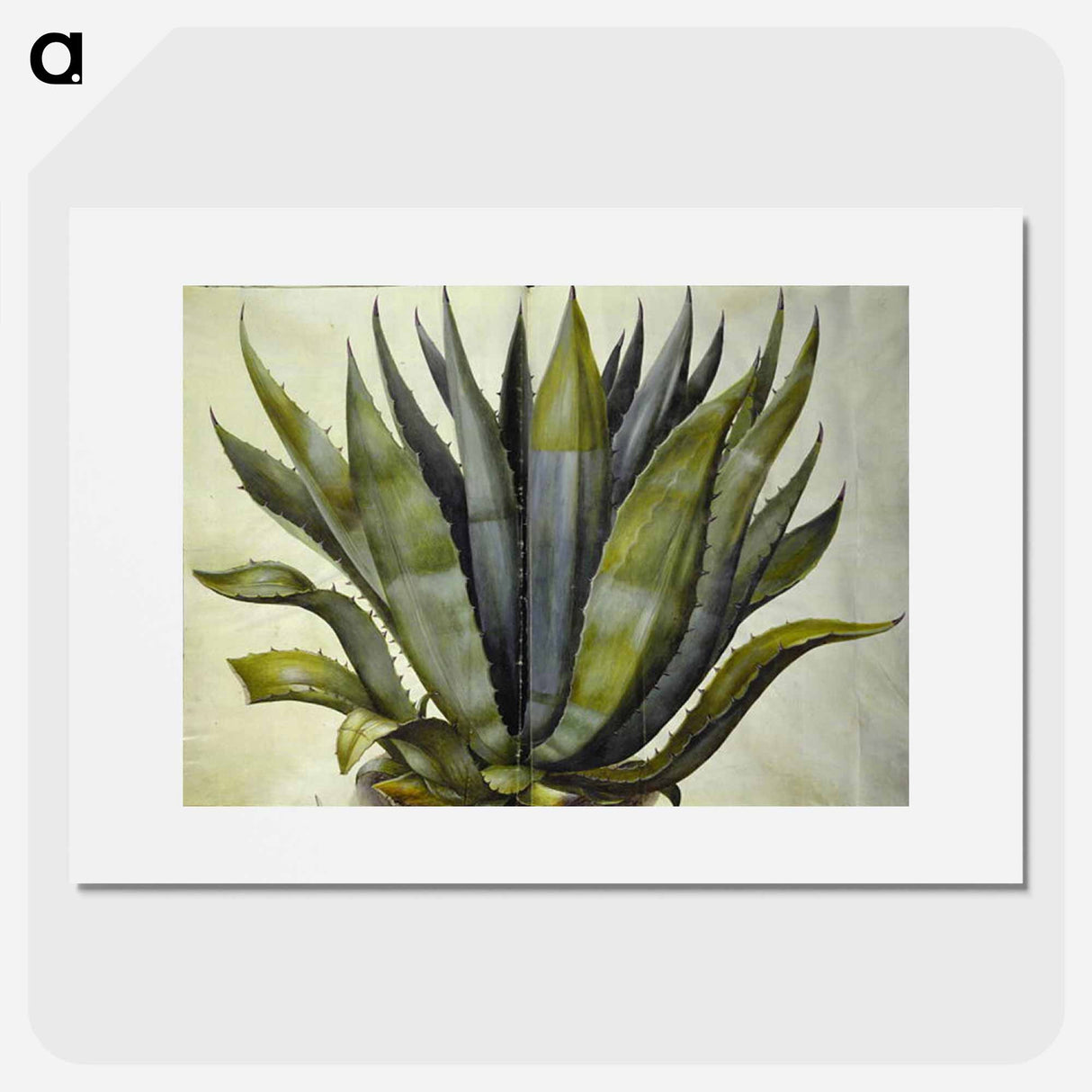 アートポスター-Agave americana
- マリア ジビーラ メーリアン Poster.