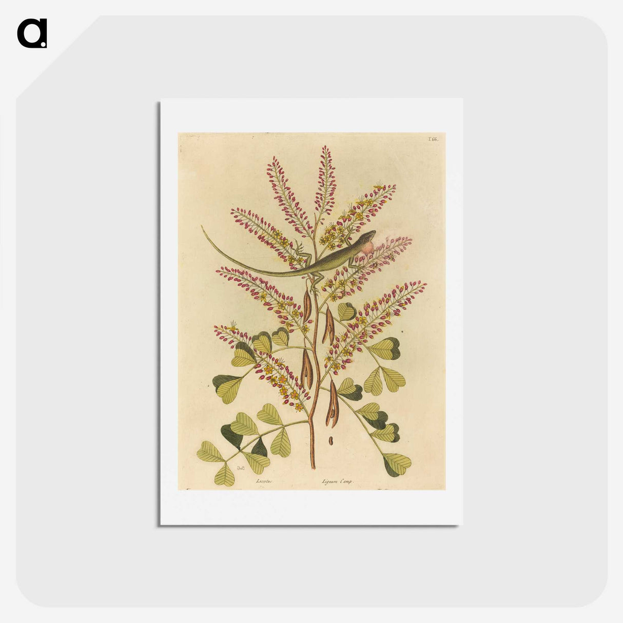 1-24_Mark-Catesby_hagaki