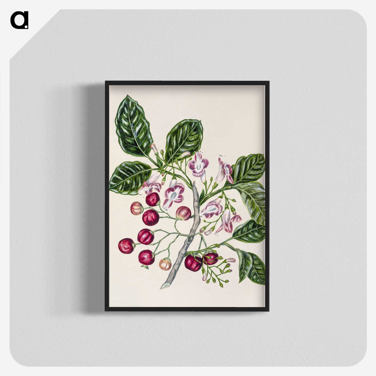 1-24_Native-Flowering-Plants-of-New-Zealand_blk-crop
