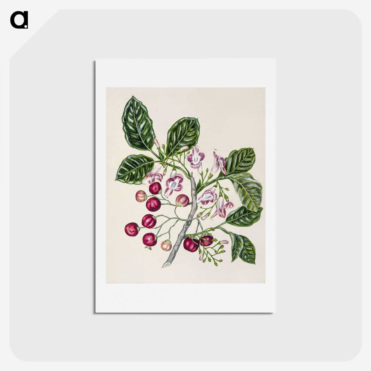 1-24_Native-Flowering-Plants-of-New-Zealand_hagaki