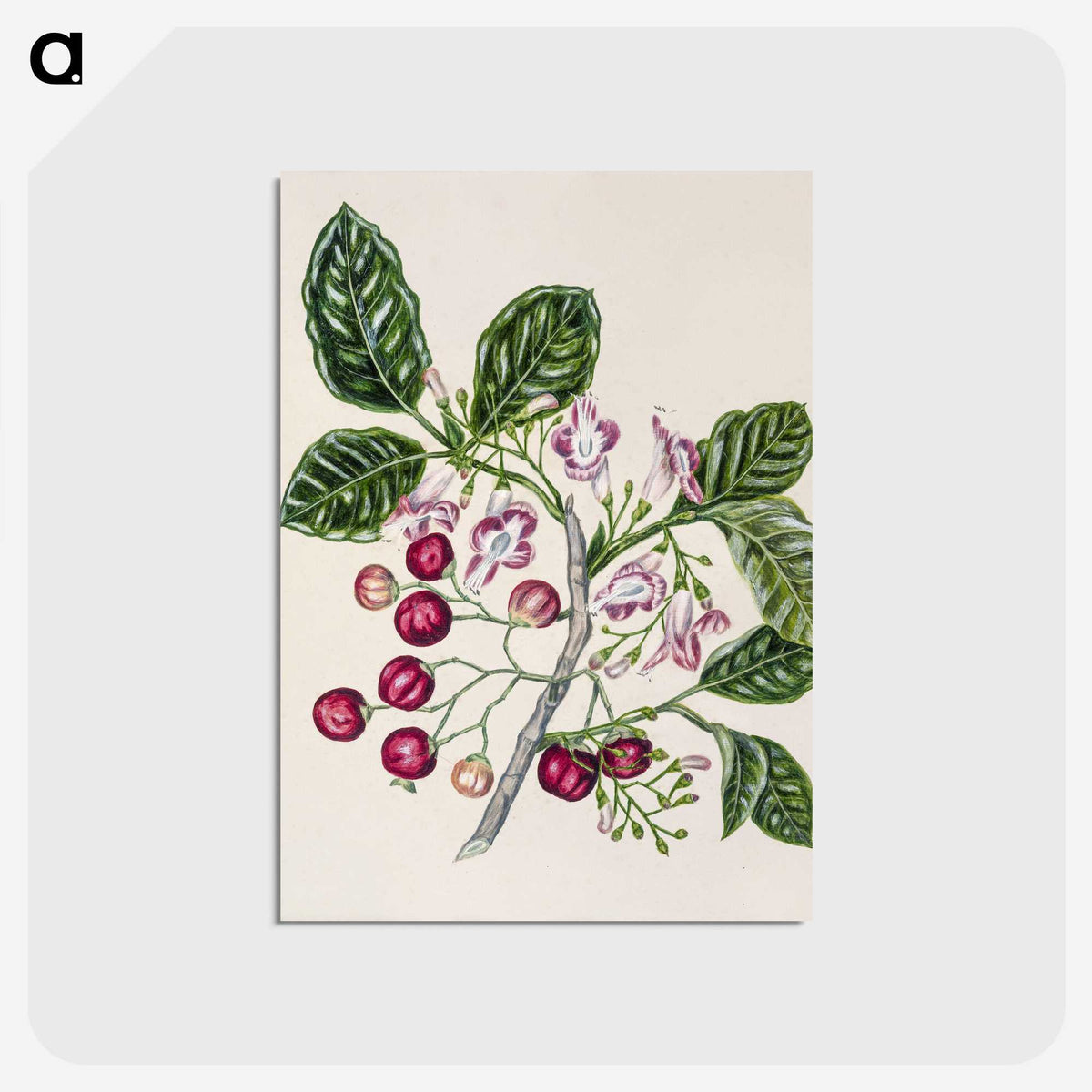 1-24_Native-Flowering-Plants-of-New-Zealand_postcard