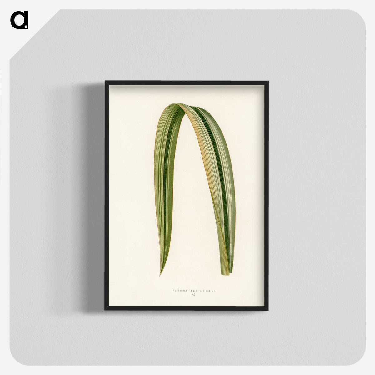 1-24_New-and-Rare-Beautiful-Leaved-Plants_blk-crop