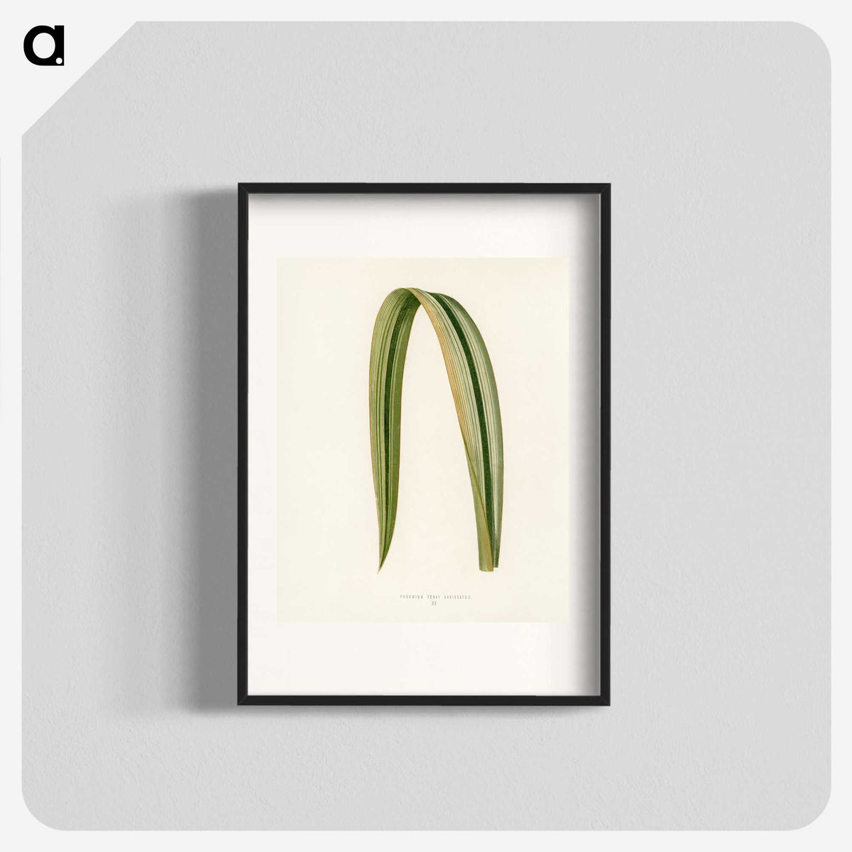 1-24_New-and-Rare-Beautiful-Leaved-Plants_blk