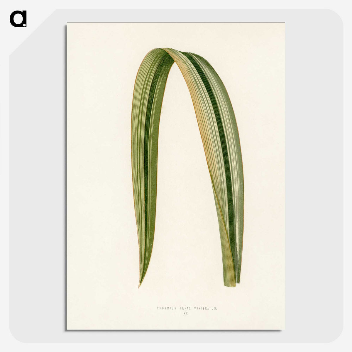 1-24_New-and-Rare-Beautiful-Leaved-Plants_picture-crop