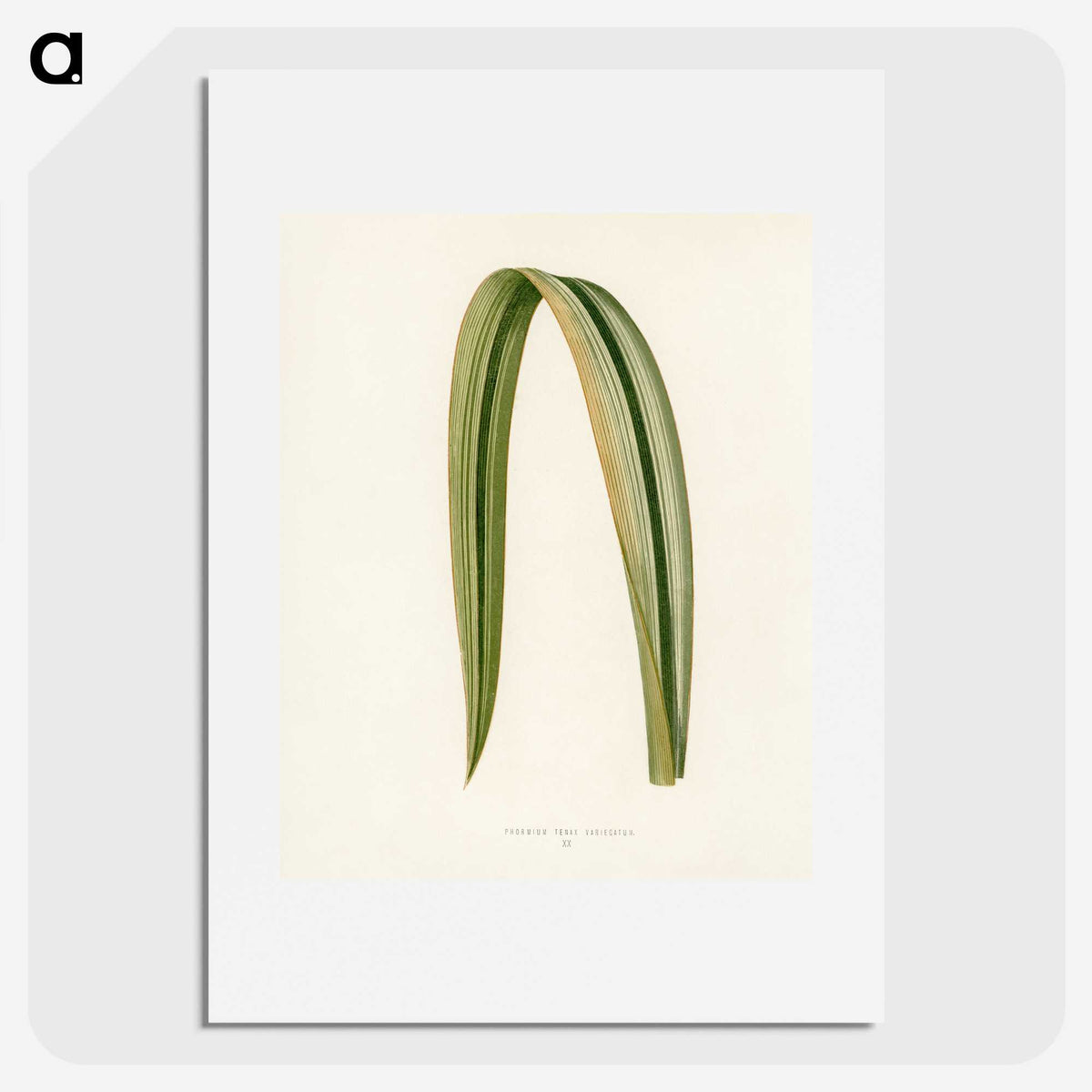 1-24_New-and-Rare-Beautiful-Leaved-Plants_picture