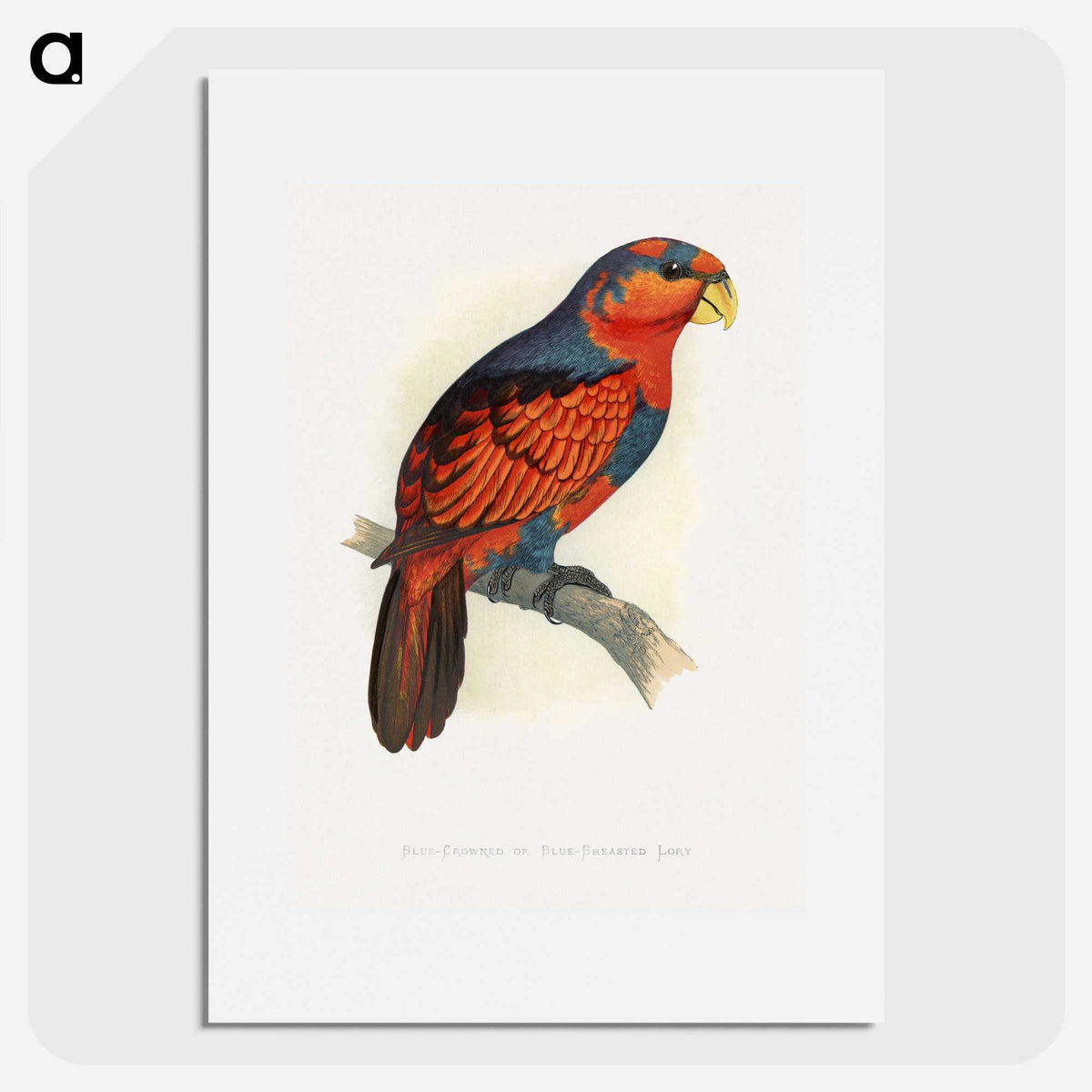 1-24_Parrots-in-Captivity_picture