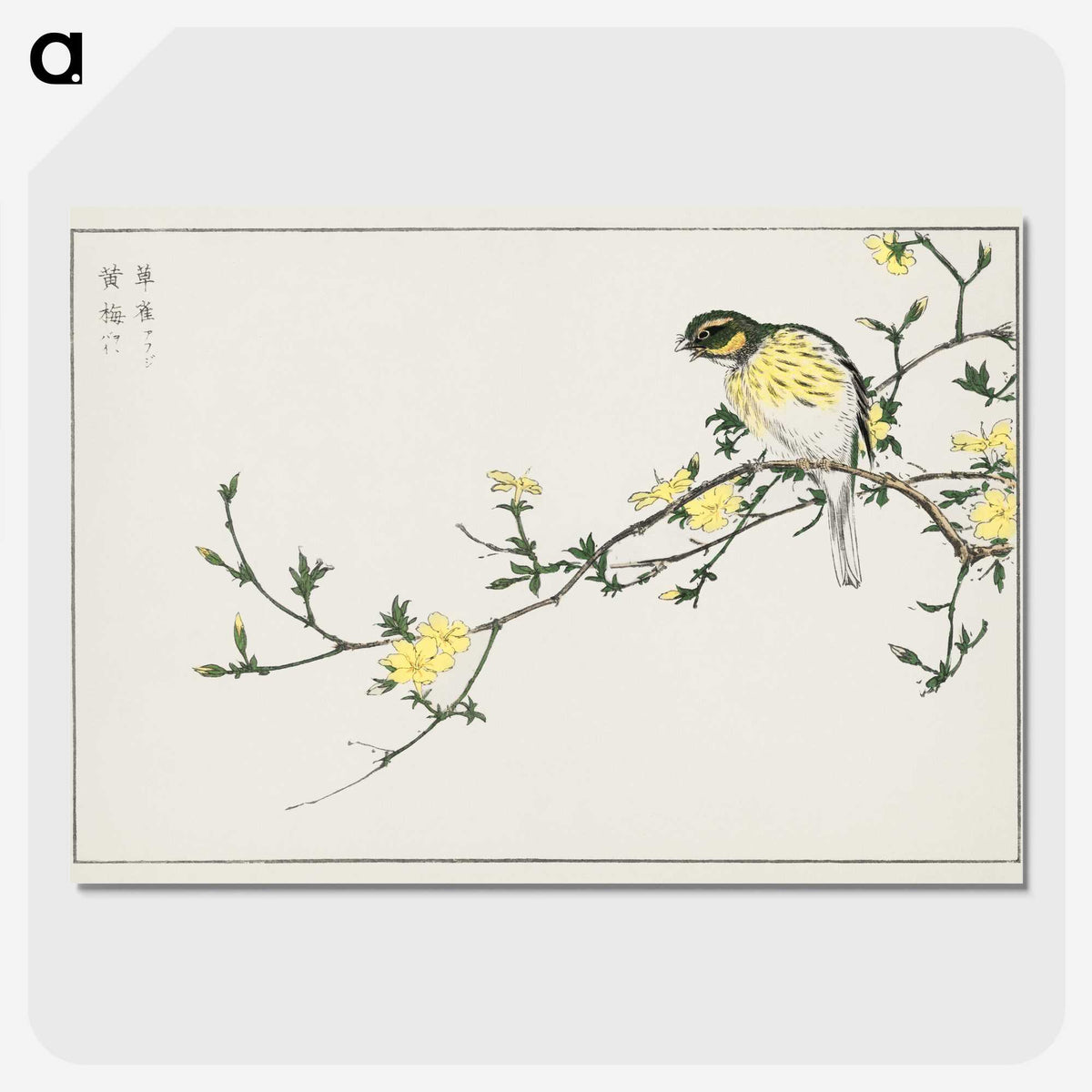 1-24_Pictorial-Monograph-of-Birds_picture-crop