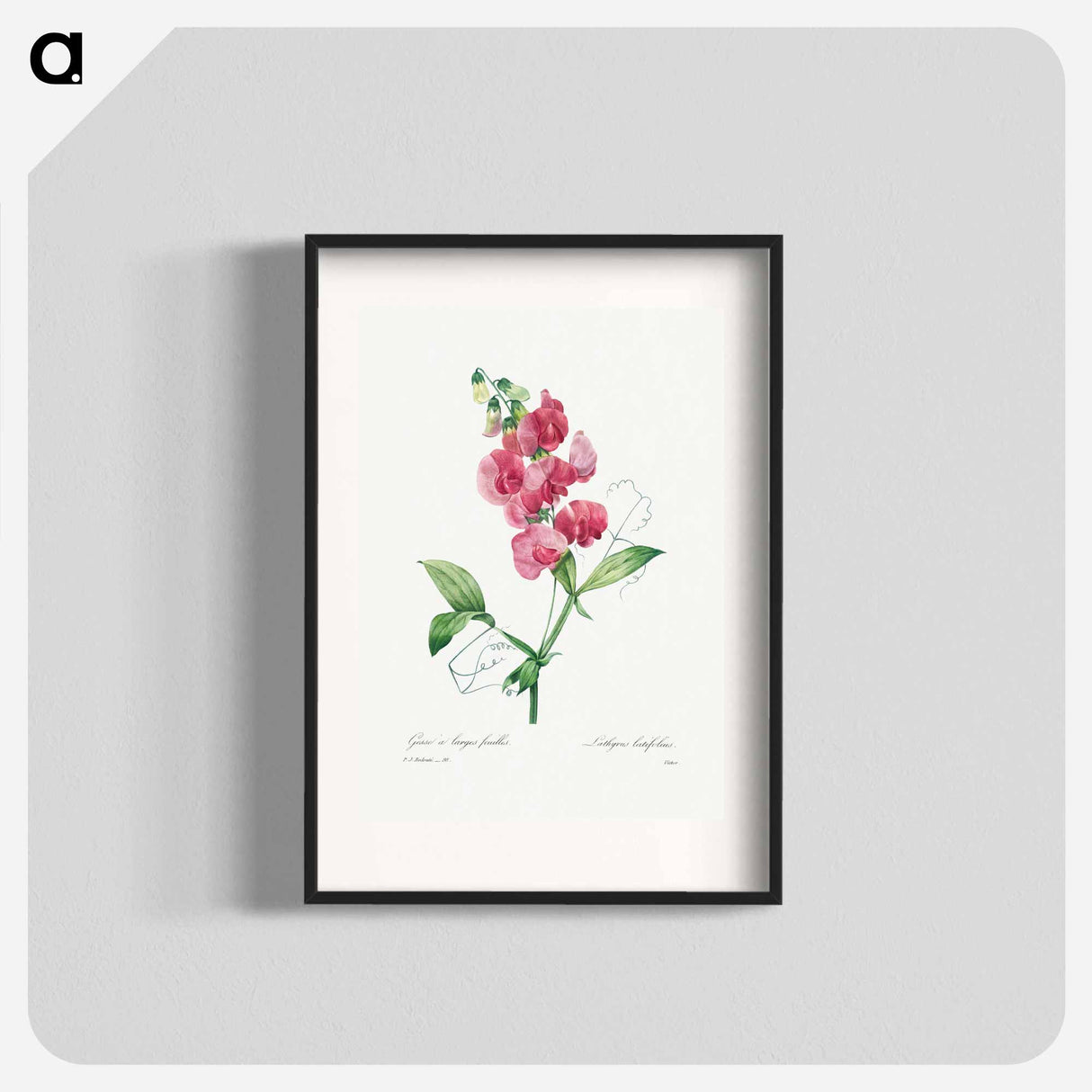 Everlasting Pea - Pierre Joseph Redouté Poster.