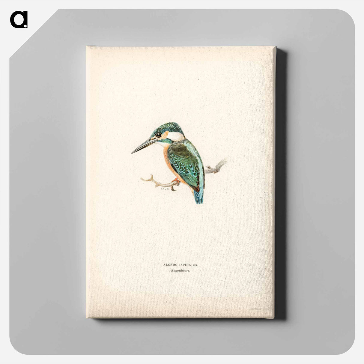 アートパネル-Alcedo ispida
- スヴェンスカ フォグラル Canvas.