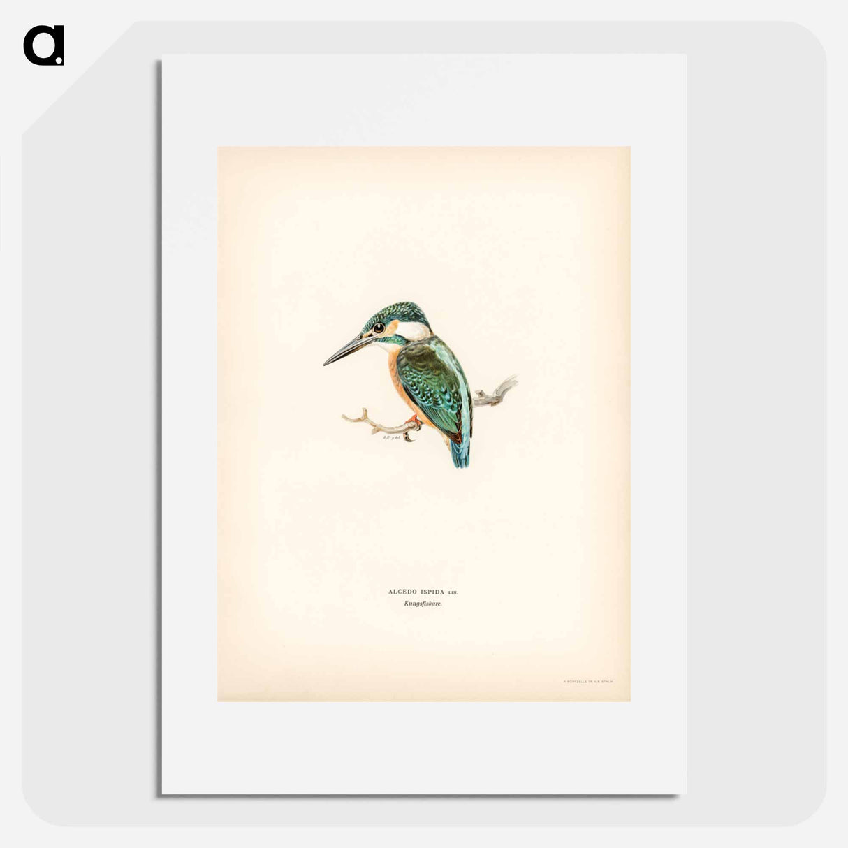 アートポスター-Alcedo ispida
- スヴェンスカ フォグラル Poster.