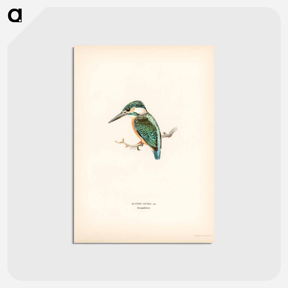 アートポストカード-Alcedo ispida
- スヴェンスカ フォグラル Postcard.