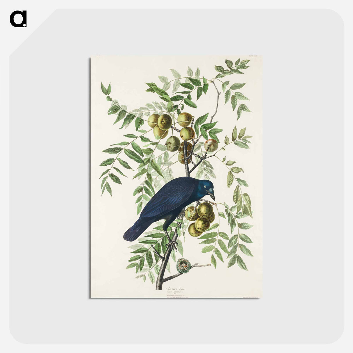 アートポストカード-American Crow
- アメリカの鳥たち Postcard.