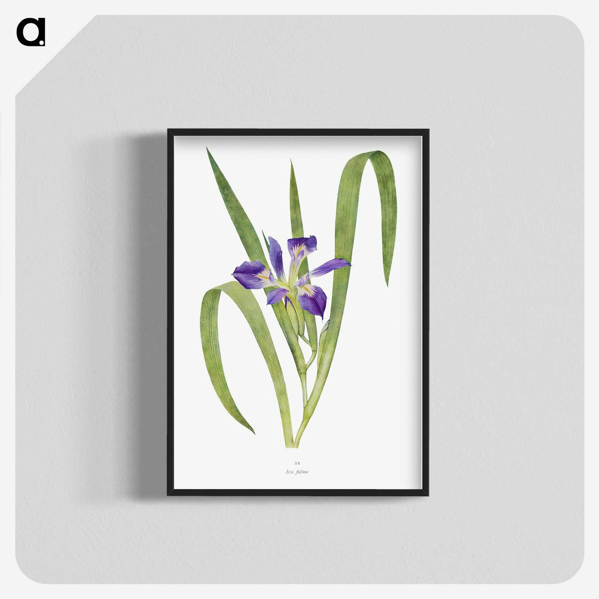 1-24_The-Genus-Iris_blk-crop