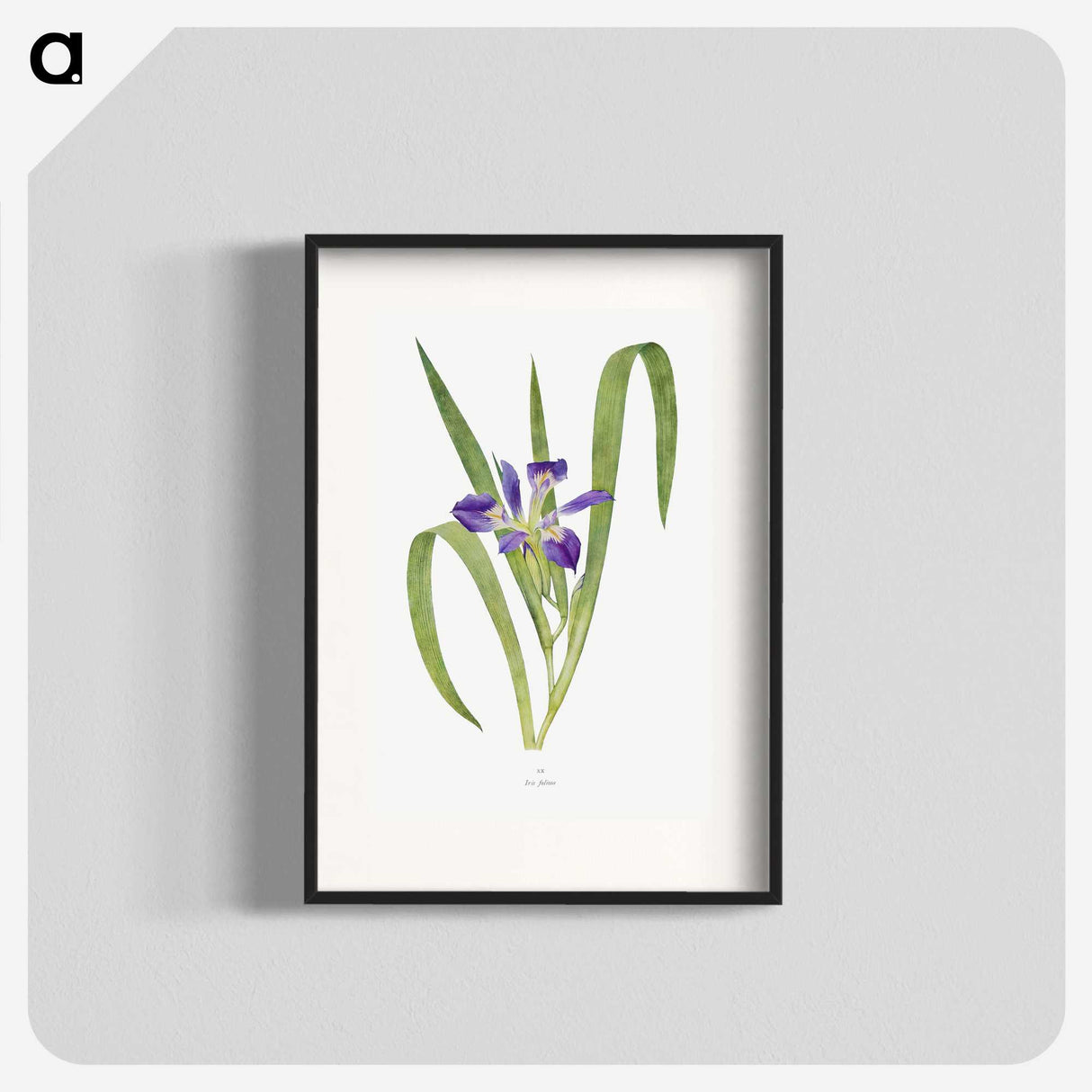 1-24_The-Genus-Iris_blk