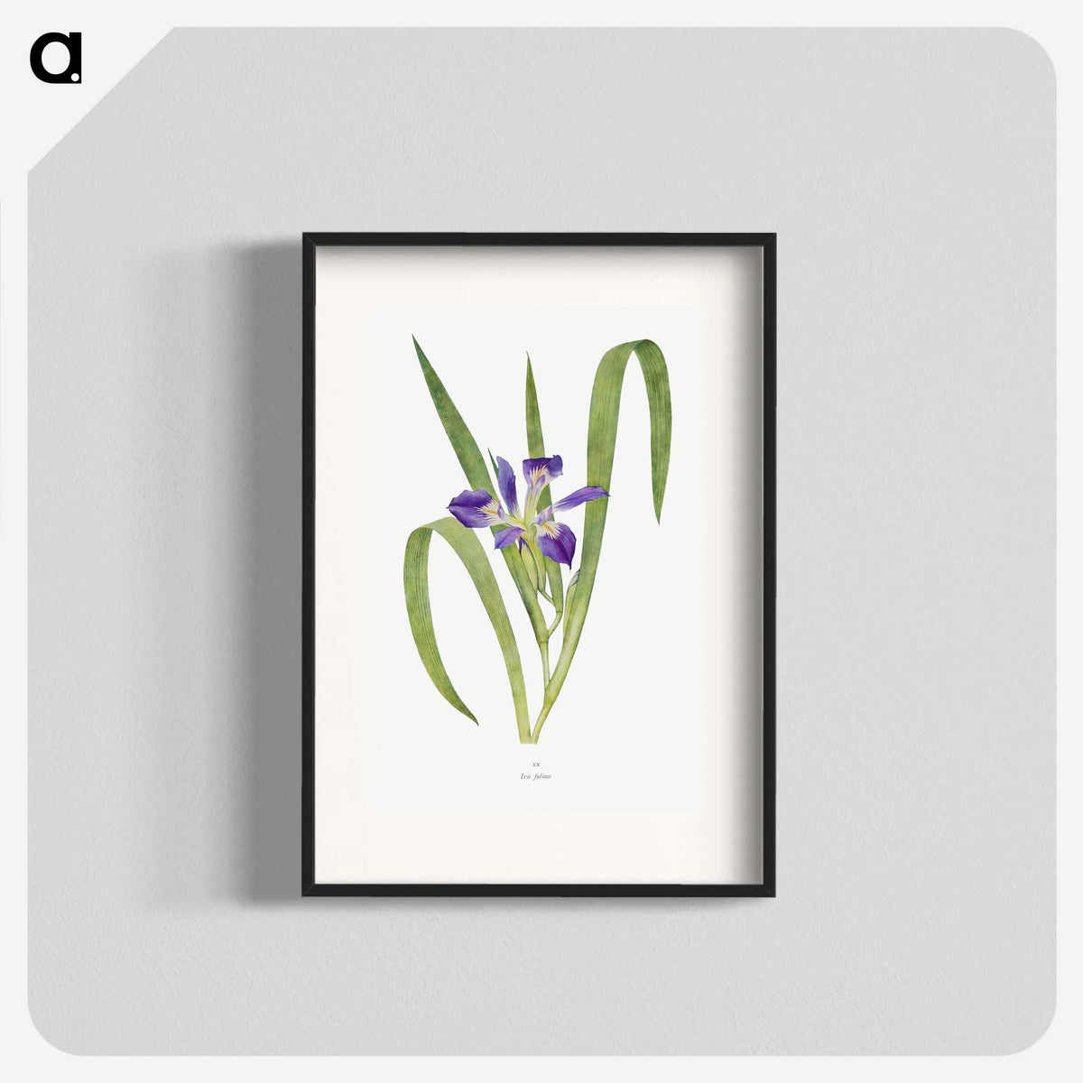 1-24_The-Genus-Iris_blk