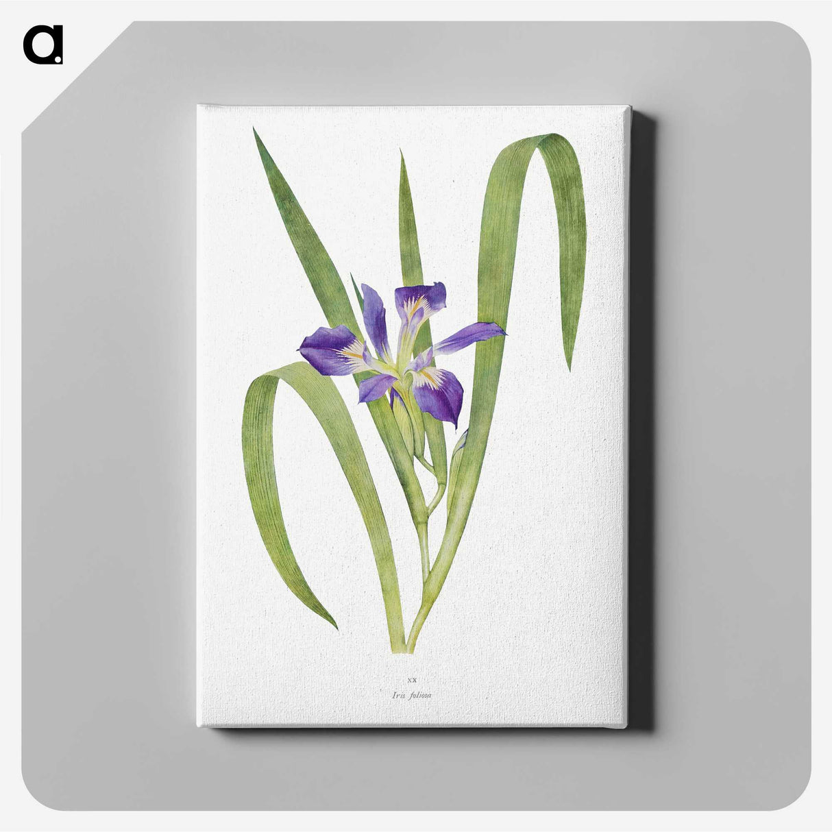 1-24_The-Genus-Iris_canvas