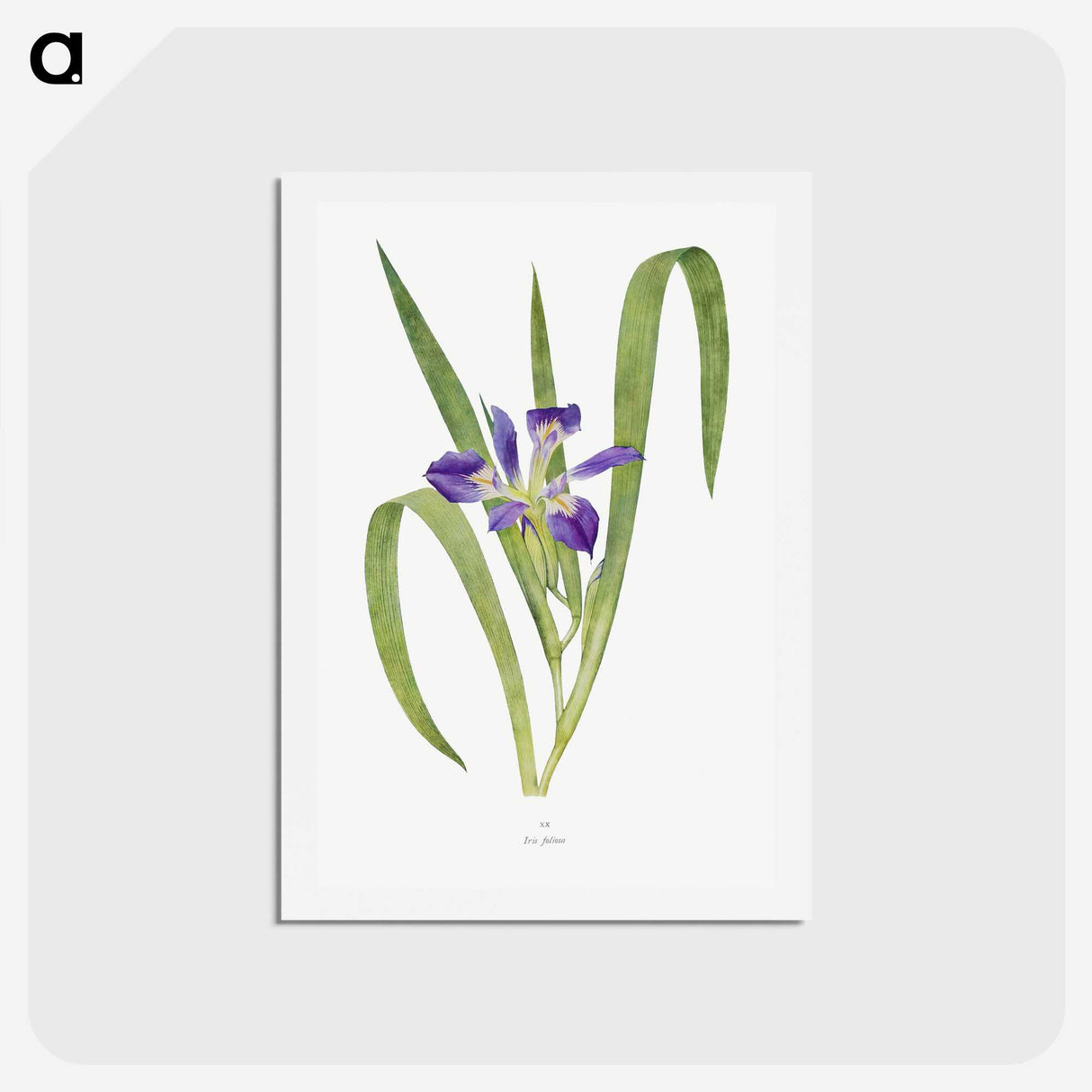 1-24_The-Genus-Iris_hagaki