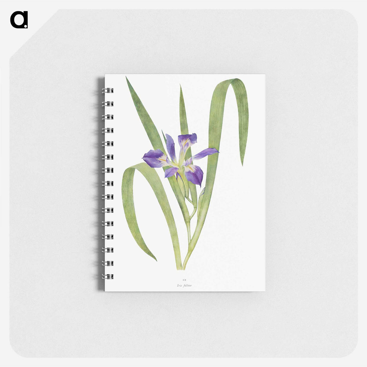 1-24_The-Genus-Iris_memo