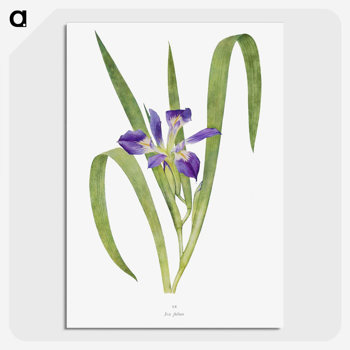 1-24_The-Genus-Iris_picture-crop