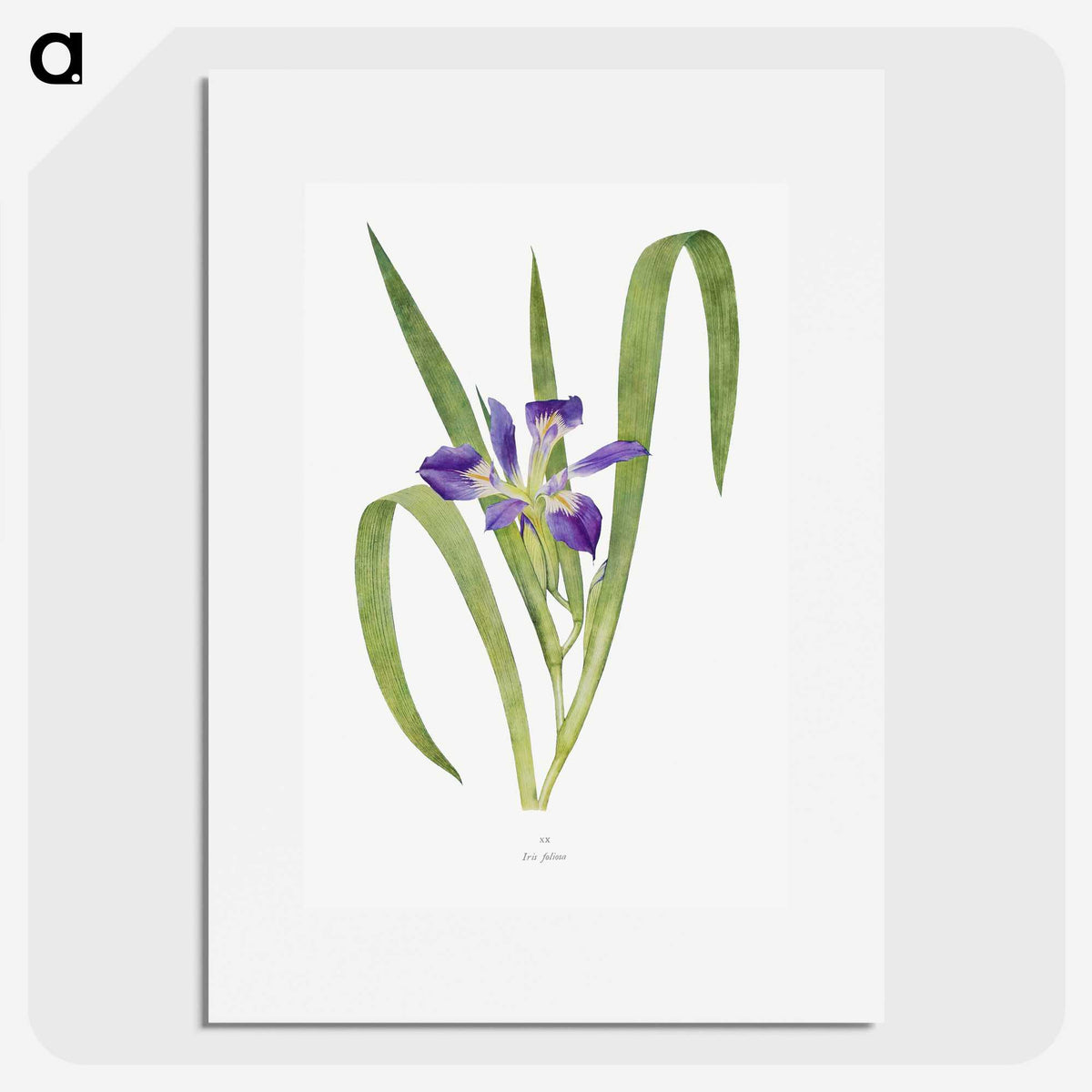1-24_The-Genus-Iris_picture